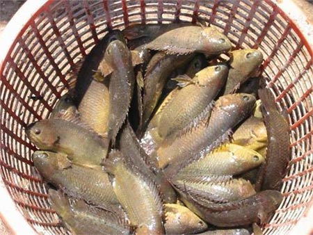 Cá rô kho tương ngon tuyệt vời